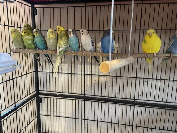 Image 1 of Young budgies for sale mixed colours