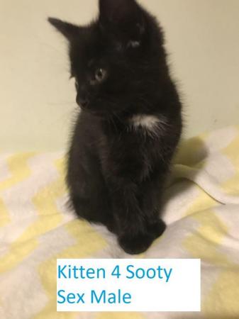 Image 10 of Kittens Mixed Manchester £40 - 120