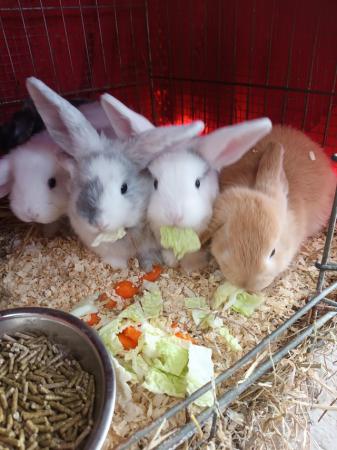 Image 17 of Mini lops 8wks old 5  £30 or two for £50