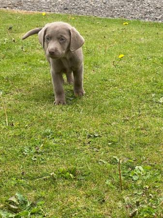 Image 2 of Beautiful blue eyed silver lab puppies