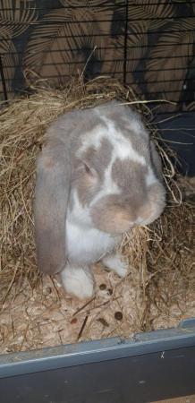 Image 9 of French Lops and Herlequin rabbits