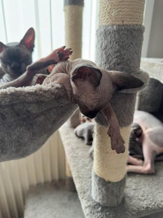 Image 14 of 2 sphynx kittens ready now for loving homes