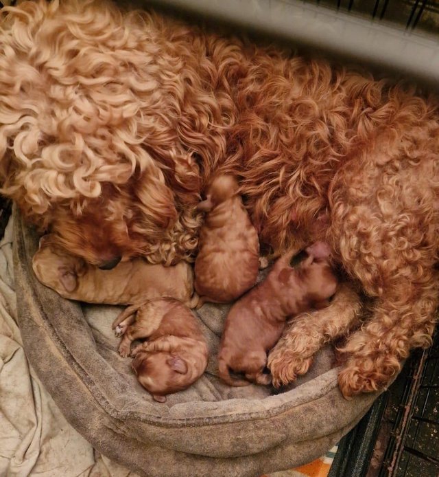 Preview of the first image of Fabulous F2 cockapoo pups for sale.