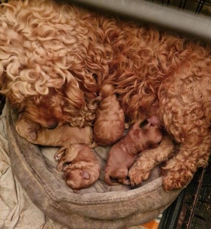 Image 1 of Fabulous F2 cockapoo pups for sale
