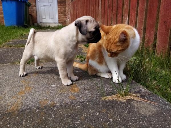 Image 9 of * Last fawn boy available  £700 beautiful pug puppy*