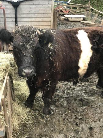 Image 1 of belted galloway and 3 dexters