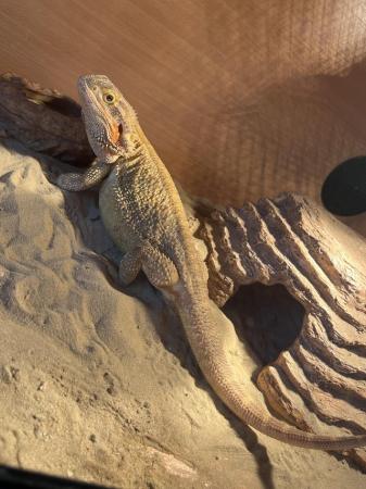 Image 4 of 2 yrs old bearded dragon Very friendly