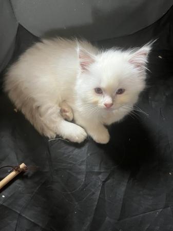 Image 16 of Last Gorgeous lilac male Ragdoll kitten ready now!