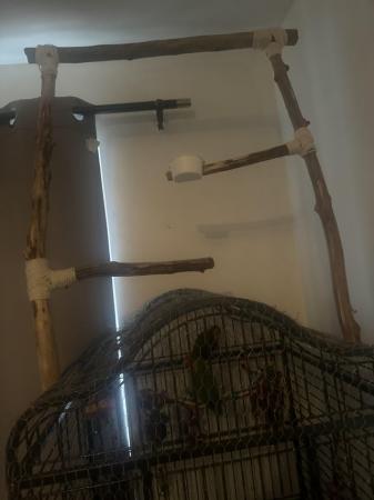 Image 4 of Love birds & cage with accessories
