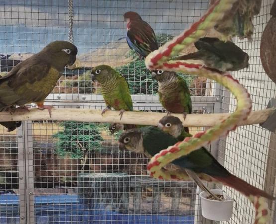 Image 14 of BIRDS/PARAKEETS/PARROTS AVAILABLE