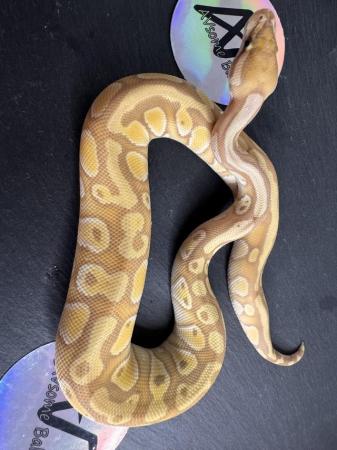 Image 7 of 1.0 Banana Mojave Het Clown royal/ball python baby