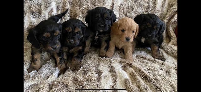 Image 1 of Stunning f1 cavapoo puppies