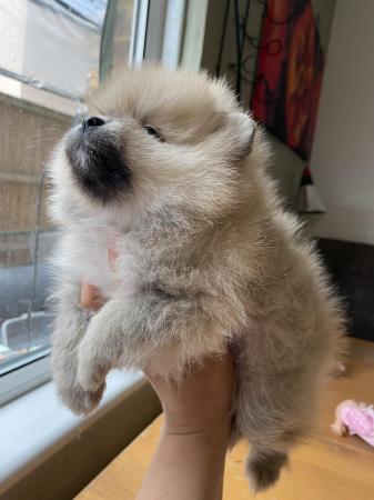 Image 6 of Teddy face Pomeranian puppies