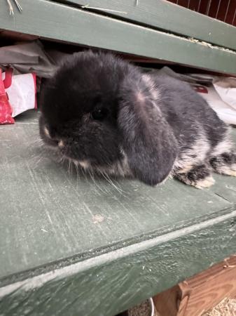 Image 2 of MINI LOP BUNNIES / 5 STAR HOMES ONLY