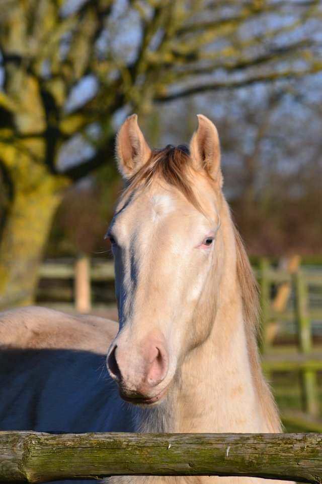 Preview of the first image of Champagne Registered AQHA 3yo gelding.