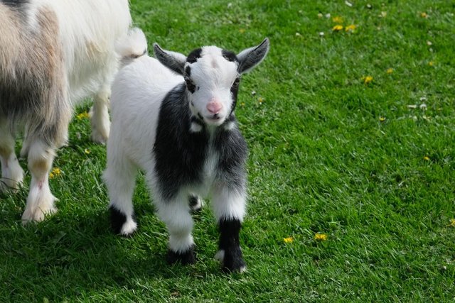 Image 2 of PYGMY GOAT WETHER KIDS FROM REGISTERED PARENTS