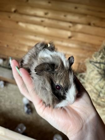 Image 6 of Guinea Pigs For Sale 12-16 weeks