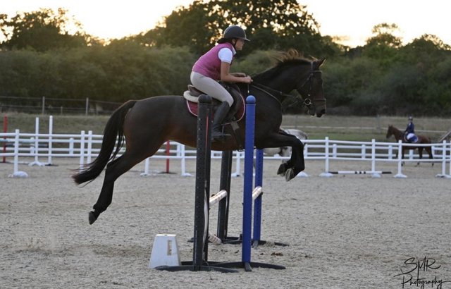 15.2h Irish sport horse mare 7 years old — photo 3 of 3