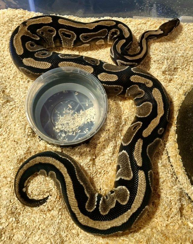 Preview of the first image of 6yr old ball python female classic het pied.