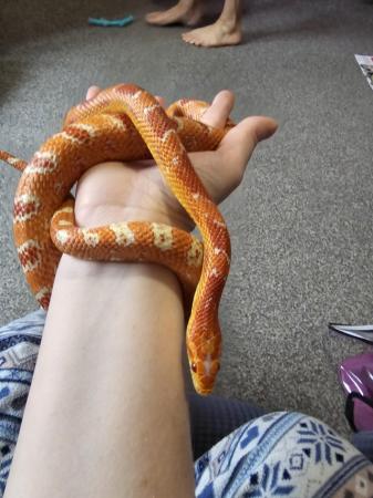 Image 3 of 3 male corn snakes needing new homes,