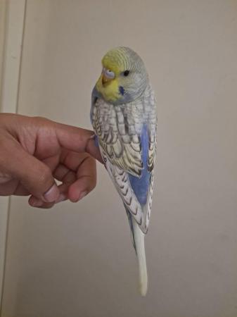Image 2 of Silly hand tamed baby budgies for sale