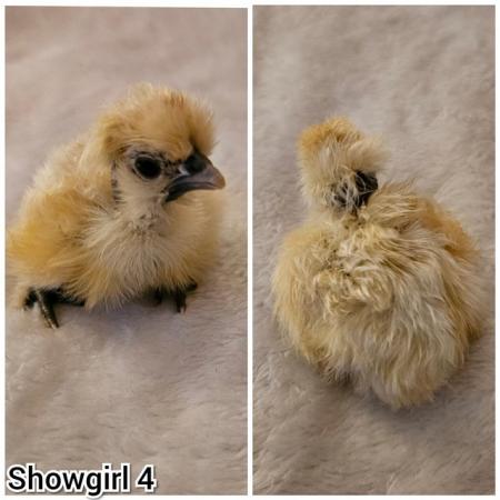 Image 14 of **BRAND NEW** Silkie and Showgirl chicken chick's *RARE*