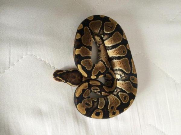 Image 2 of Pastel fire 100% het ghost baby ball python