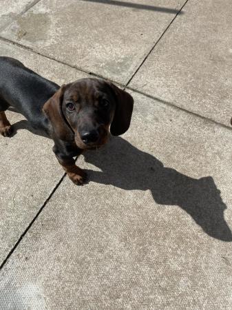 Image 9 of Standard wire dachshund girl ready to leave for her new home