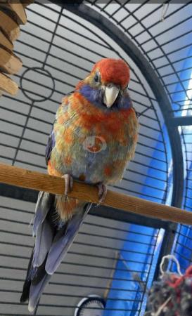 Image 5 of Rosella parrot with cage