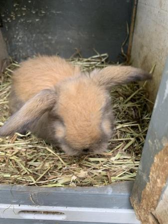 Image 6 of BABY MINI LOPS LOOKING FOE EVER HOMES
