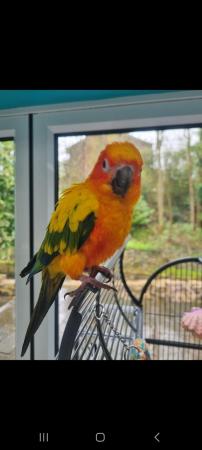 Image 4 of 18 month old beautiful Sun conure