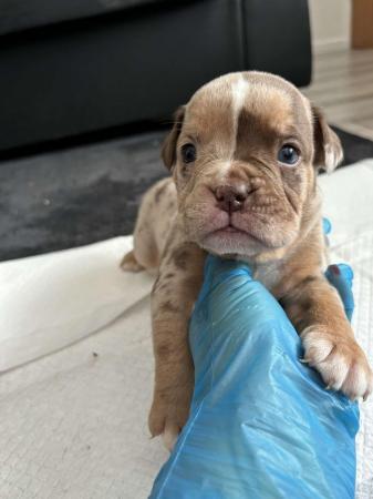 Image 1 of Olde English pups for sale