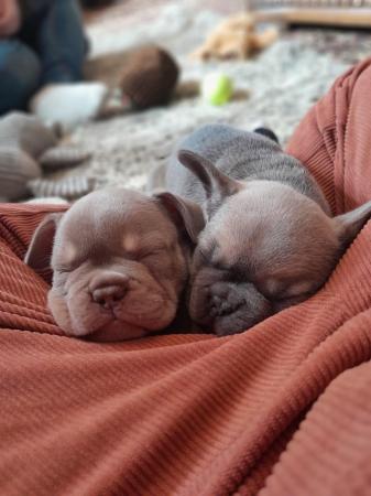 Image 1 of Perfect Isabella French Bulldog pups ready now!