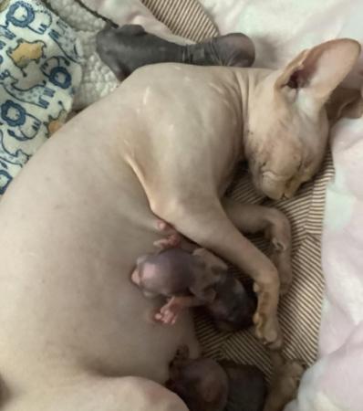 Image 1 of Stunning Tabby x sphynx kittens for sale ????