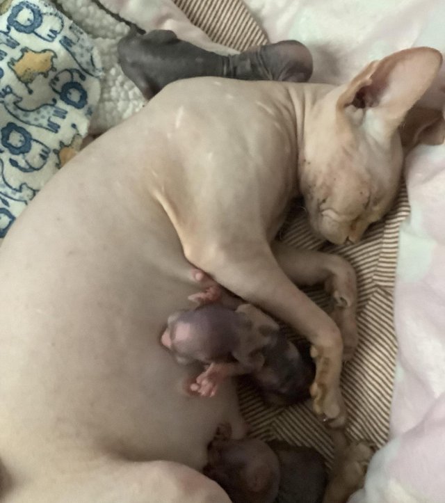 Preview of the first image of Stunning Tabby x sphynx kittens for sale ????.