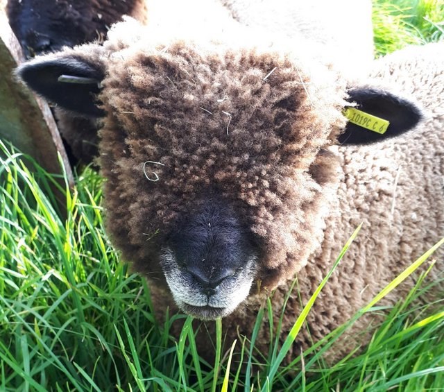 Preview of the first image of Tiny Coloured Ryeland Ewe - 12 months old - Pet Home Only.