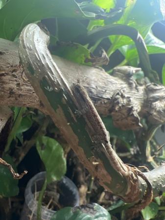 Image 4 of Multiple Young Mourning Geckos for sale