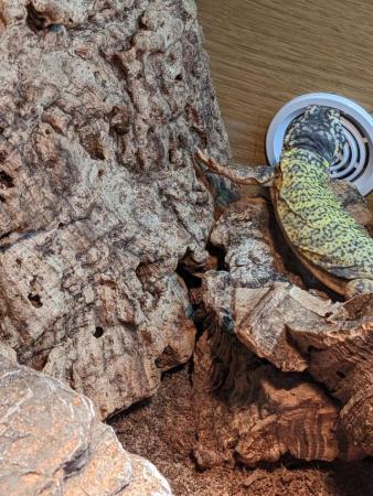 Image 6 of Mali Uromastyx Lizard For sale
