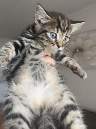 Image 1 of Maine Coon Mix Kittens x