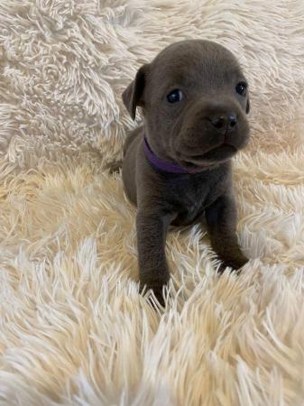 Image 11 of Champion blue Staffordshire bull terrier puppies
