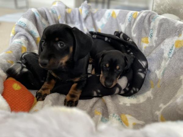 Image 26 of miniature dachshund puppies
