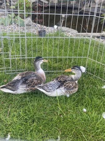 Image 3 of Pair of crested silver appleyards ducklings / ducks