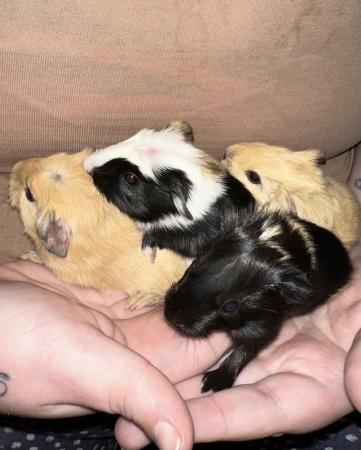 Image 5 of Six Tame Guinea Pigs For Sale