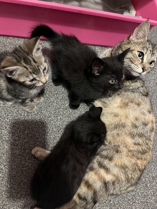 Preview of the first image of 8 week old kittens looking for loving new homes.