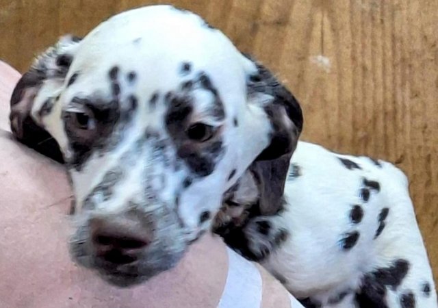 Image 5 of For sale Dalmatian pups
