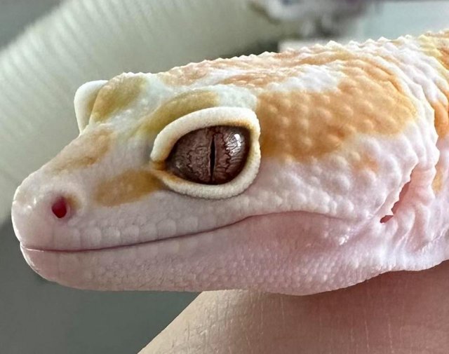 Preview of the first image of Leopard Gecko - CB21 W&Y Mack Snow Tang Tremper het Eclipse.