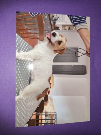 6 stunning Jack Russell puppies from a licenced breeder for sale in Thetford, Norfolk - Image 8