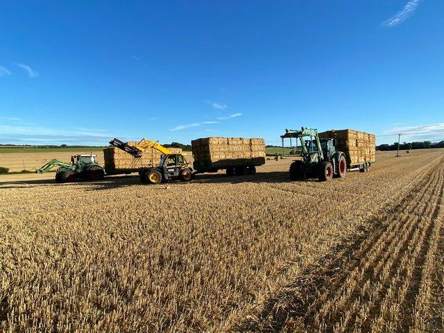 Preview of the first image of Straw bedding big square bales.