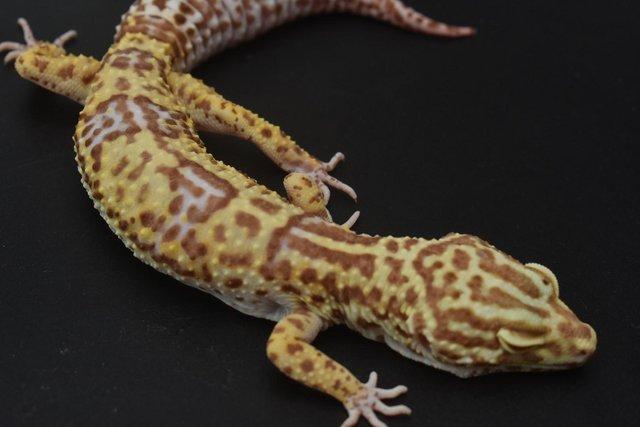 Image 9 of 1.4 Bold Bell Albino leopard Gecko group