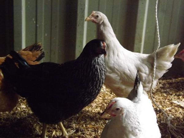 Image 1 of For Sale Blackrock Pullets/Hens